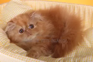 Purebred Persian Kitten - 1-3 Months Male