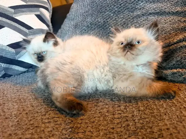 Female Purebred Siamese Kitten, 1-3 Months Old - 1