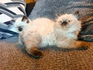 Female Purebred Siamese Kitten, 1-3 Months Old