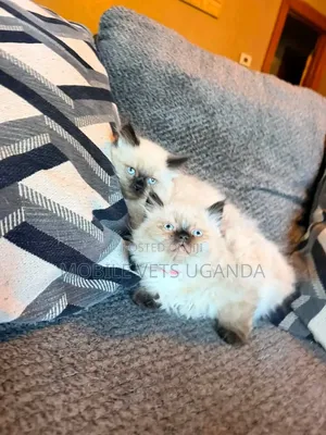 Purebred Female Siamese Kitten (1-3 Months)