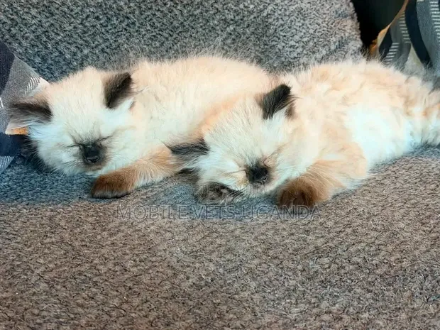 Female Purebred Ragdoll Kitten (0-1 Month) - 1