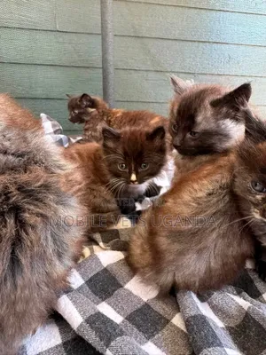 Purebred Bombay Kitten - 1-3 Months
