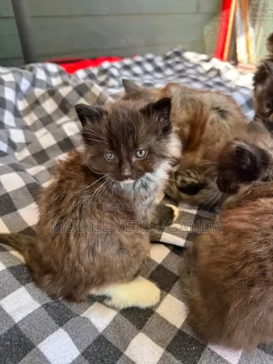 Female Tabby Kitten (0-1 Month)