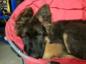 3-6 Month Male Purebred German Shepherd