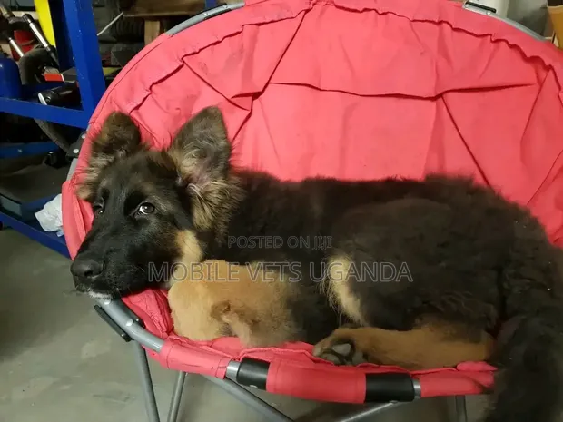 Female Purebred German Shepherd Puppy (1-3 Months) - 1