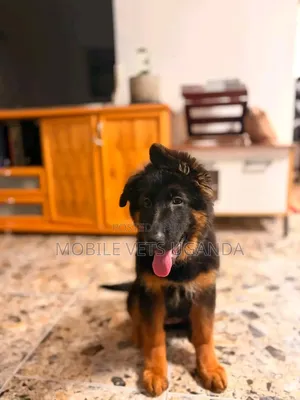 1-3 Month Female Purebred German Shepherd Puppy