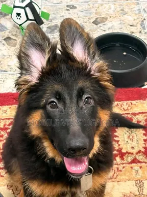 1-3 Month Male Purebred German Shepherd