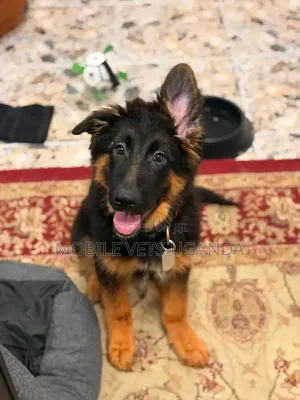 Female Purebred German Shepherd Puppy (0-1 Month)