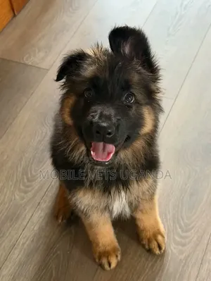 Female Purebred German Shepherd Puppy (1-3 Months)