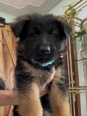 Purebred German Shepherd Puppy (0-1 Month)