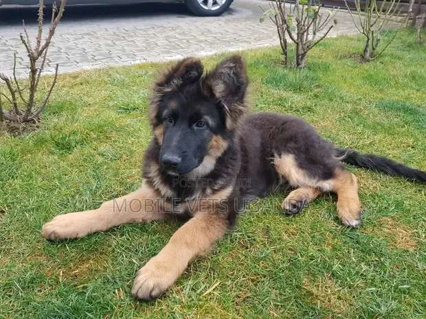 Female Purebred German Shepherd, 3-6 Months - 1