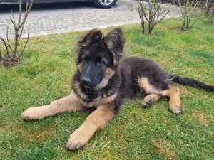Female Purebred German Shepherd, 3-6 Months