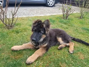 3-6 Month Male Purebred German Shepherd
