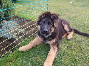 Female Purebred German Shepherd, 3-6 Months