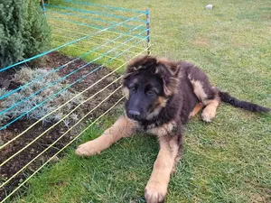 3-6 Month Female Purebred German Shepherd
