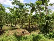 Acre of Land for Sale in Bamunanika, Luwero District - 2