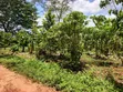 Acre of Land for Sale in Bamunanika, Luwero District - 3