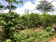 Acre of Land for Sale in Bamunanika, Luwero District - 4