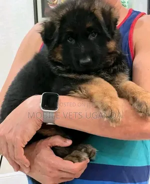 1-3 Month Male Purebred German Shepherd