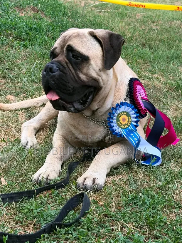 Purebred Boerboel Puppy, 6-12 Months - 1