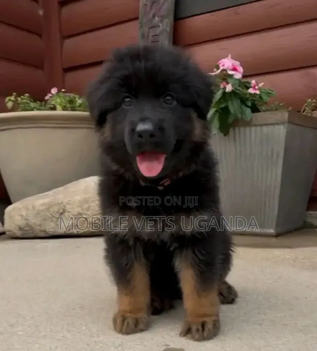 1-3 Month Male Purebred German Shepherd Puppy - 1