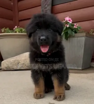 1-3 Month Male Purebred German Shepherd Puppy