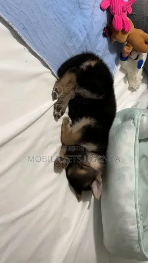 Purebred German Shepherd Puppy (0-1 Month)