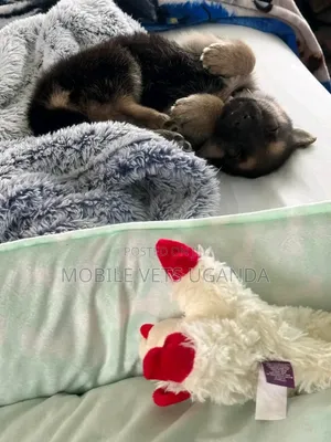 Female German Shepherd Puppy (0-1 Month)