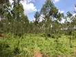 30 Acres Farmland in Kimwanyi, Bamunanika, Luwero - 1