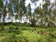 30 Acres Farmland in Kimwanyi, Bamunanika, Luwero - 2