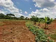 30 Acres Farmland in Kimwanyi, Bamunanika, Luwero - 5