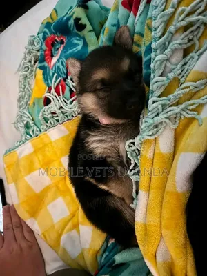 Female German Shepherd Puppy (0-1 Month)