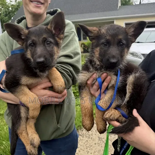 3-6 Month Male Purebred German Shepherd - 1