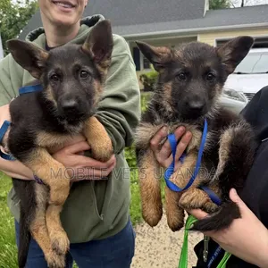 3-6 Month Male Purebred German Shepherd
