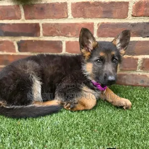Female Purebred German Shepherd Puppy (1-3 Months)
