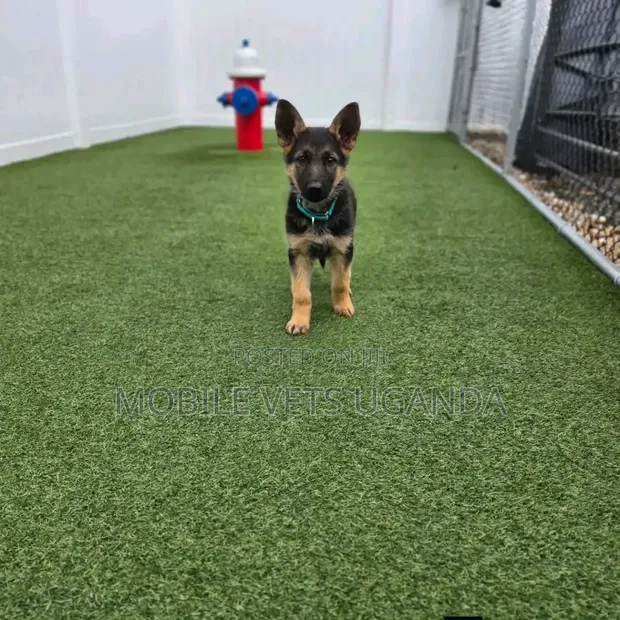1-3 Month Male Purebred German Shepherd Puppy - 1