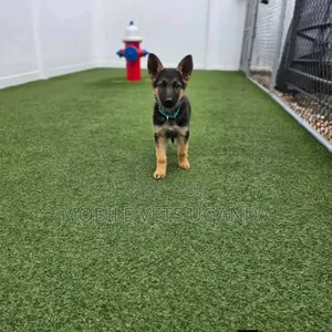 1-3 Month Male Purebred German Shepherd Puppy