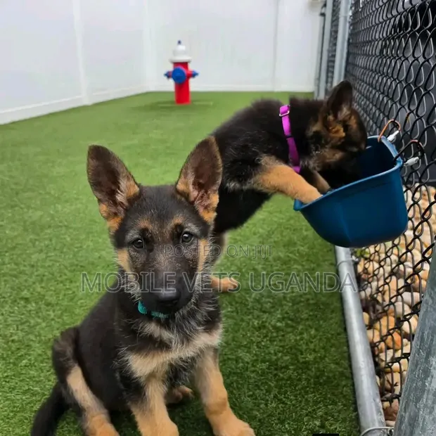 Female Purebred German Shepherd Puppy (3-6 Months) - 1