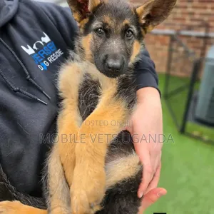 1-3 Month Female Purebred German Shepherd