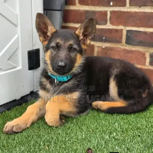 3-6 Month Male Purebred German Shepherd