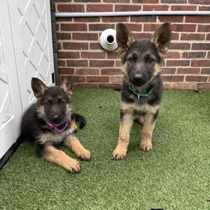 1-3 Month Male Purebred German Shepherd Puppy