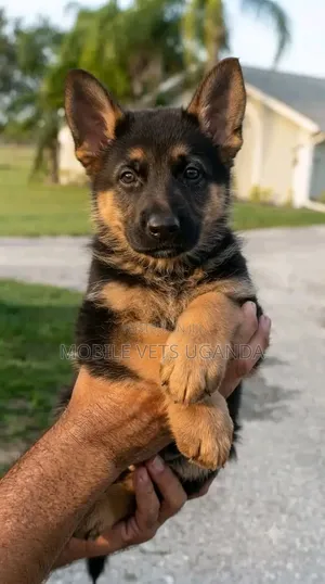 1-3 Month Male Purebred German Shepherd Puppy
