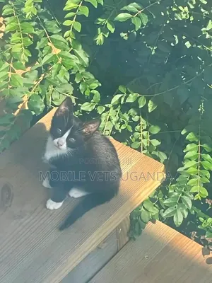 Female Purebred Exotic Kitten, 3-6 Months
