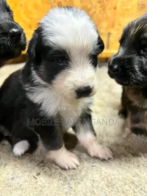 Purebred Maltese Puppy - 0-1 Month Old
