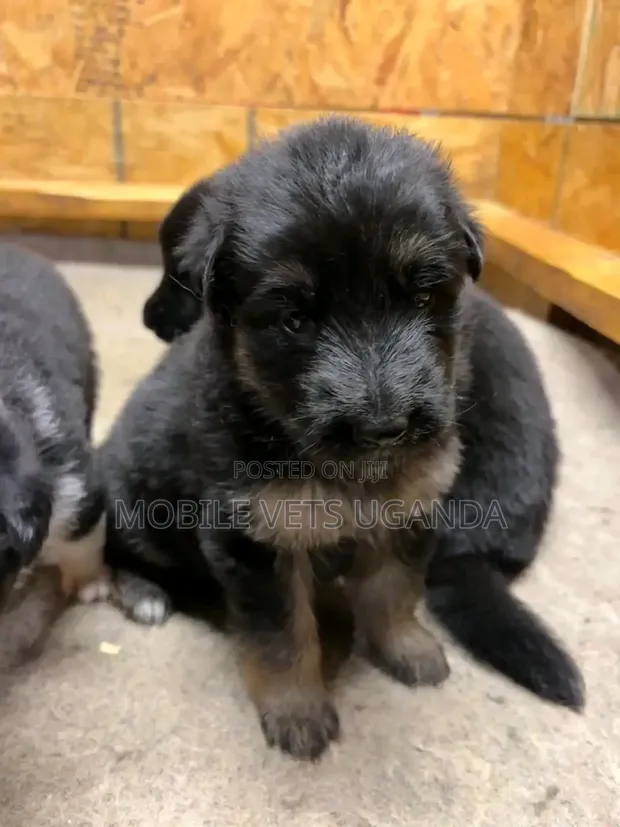 1-3 Month Old Male Purebred German Shepherd - 1