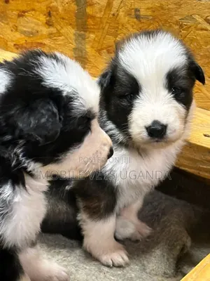 Purebred Maltese Puppy - 0-1 Month Old Male