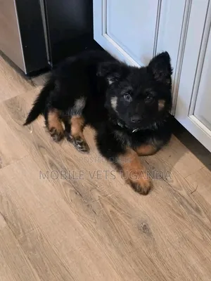 Female Purebred German Shepherd Puppy (1-3 Months)