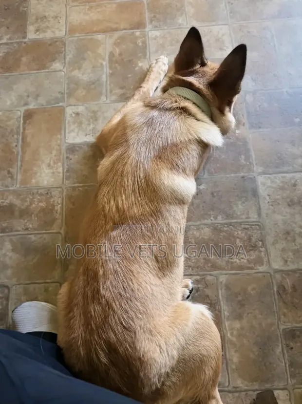 Female Purebred German Shepherd Puppy (1-3 Months) - 1