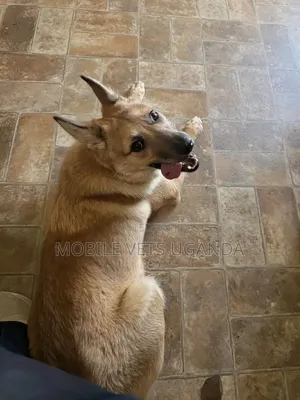 Female German Shepherd, 6-12 Months