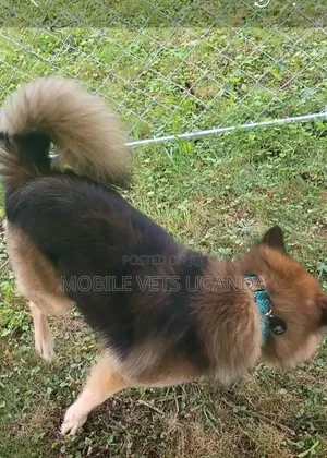 6-12 Month Male Purebred German Shepherd